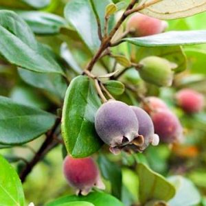 cay sim phu quoc e1587715847683