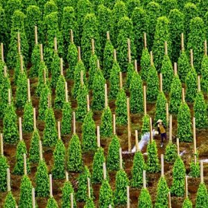 dien tich trong va nang suat cua cay ho tieu tai phu quoc ngay mot tang cao